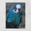 Recherche de perruche bleue cartes postales Pour tous