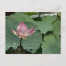Recherche de plantes vertes cartes postales Voyage