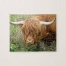 Recherche de vaches des montagnes puzzles L'ecosse