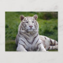 Recherche de tigre blanc cartes postales Animal