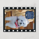 Zoek naar bichon frise briefkaarten Vakantie