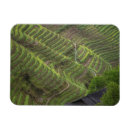 Recherche de terrassement magnets Asie