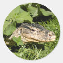 Recherche de lézards autocollants Reptile