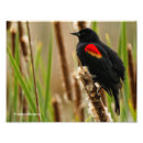 Recherche de aile rouge posters Faune