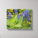 Recherche de jacinthes art Jacinthe des bois