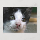 Recherche de felis Animaux