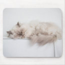 Recherche de chat persan tapis souris Chaton