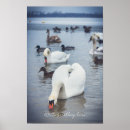 Zoek naar zwanen posters Liefde