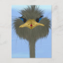 Recherche de ostrich cartes postales Oiseaux