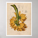 Recherche de banana posters Vintage