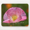 Recherche de pavot photographie Rose