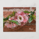 Zoek naar tuinbloemen briefkaarten Natuur