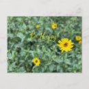 Recherche de abeille heureuse cartes postales Tournesol
