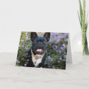 Zoek naar frenchie kaarten Huisdieren