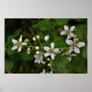 Recherche de blackberry art Mûre