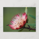 Recherche de api cartes postales Fleur