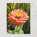 Recherche de zinnia cartes postales Photographie
