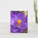 Zoek naar krokus Bloem