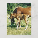 Recherche de poulain cartes postales Cheval