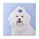 Recherche de peinture portrait carreaux Chiot