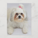 Recherche de frise bichon cartes postales Animaux domestiques