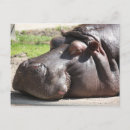 Recherche de mammifère africain cartes postales Hippopotame