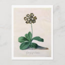 Recherche de gouache cartes postales Botanique
