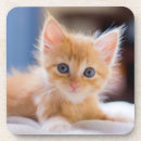 Recherche de yeux bleus dessous de verres Animaux domestiques