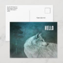 Recherche de de loup cartes postales Photographie de la nature
