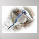 Zoek naar winter vogels posters Blauw
