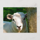 Recherche de agneau blanc cartes postales Pour tous