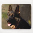 Recherche de allemand sheperd Shepard