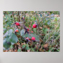 Recherche de fruit rouge posters Automne