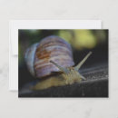 Recherche de escargot des cartes postales Photo d'escargot