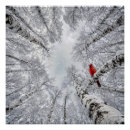 Recherche de oiseau cardinal rouge posters Hiver