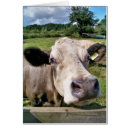 Zoek naar cows kaarten Land