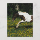Zoek naar verf paard briefkaarten Bloemen