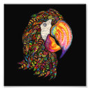 Recherche de dessin perroquet posters Perroquets