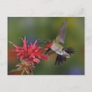 Zoek naar roofvogels briefkaarten Kentucky