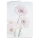 Recherche de marguerites de gerber Nature