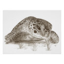 Recherche de dessin tortue art Tortue de mer