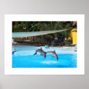 Recherche de de dauphin posters Animaux