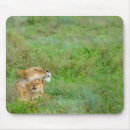 Recherche de baby tapis souris Wild
