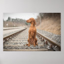 Recherche de magyar posters Vizsla
