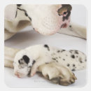 Recherche de dormant autocollants Animaux domestiques