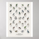Zoek naar duiven posters Wilde dieren