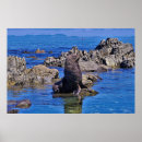 Recherche de phoque posters Nature