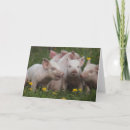 Zoek naar varkens kaarten Drie kleine varkens