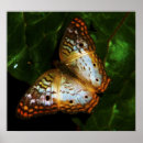 Zoek naar pauw vlinder posters Insect