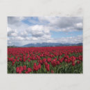 Zoek naar tulip fields briefkaarten Landschap